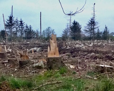 Foto: Rasert landskap, ikkje av krig, men av skogsmaskin.