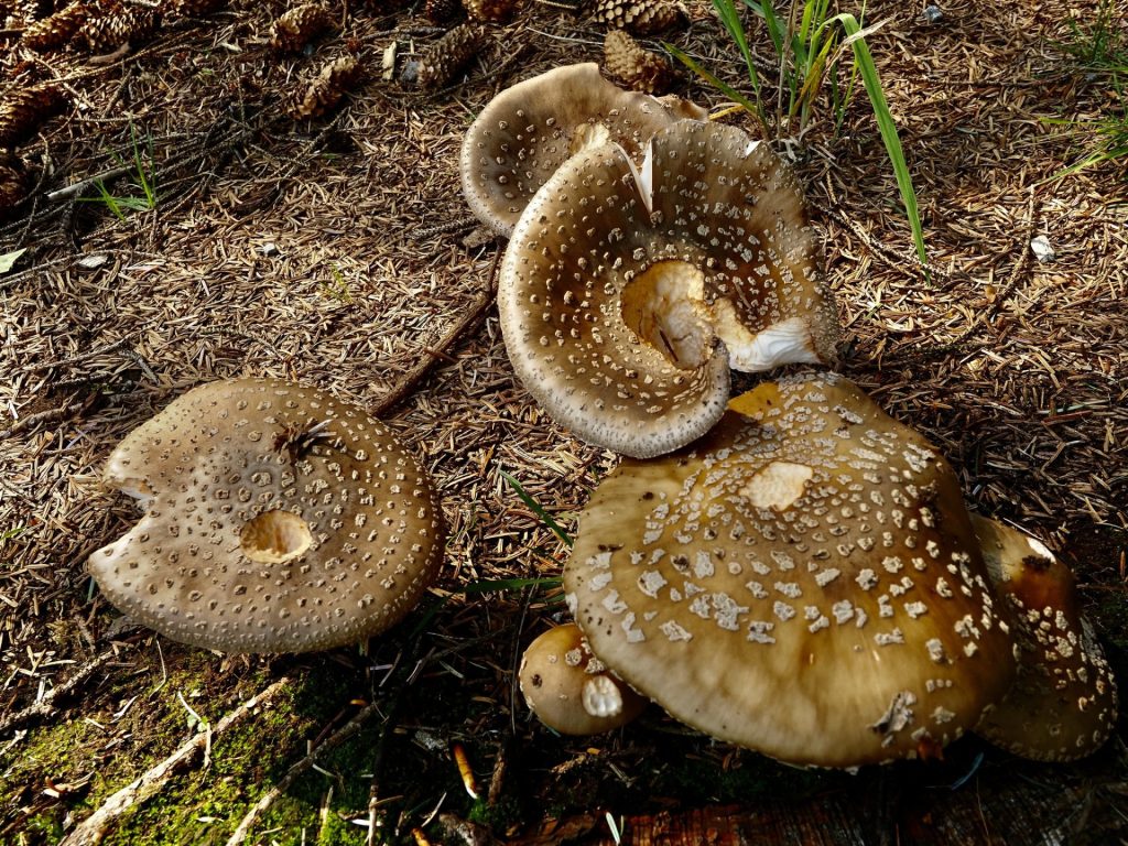 Foto: Livet er for godt og vakkert til å søla det bort på meiningslaus krig. Hærverk. Hæren sine gjerningar.