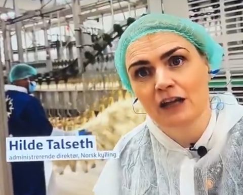 Norsk Kylling starter halal-godkjent produksjon